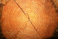 Background of cut wood and rings for design.