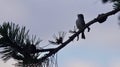 Photo of a cute bird singing while sitting Royalty Free Stock Photo