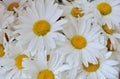 Background of daisies close up, chamomile