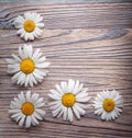 Background of daisies on an old wood board