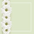 Background with daisy flowers line Royalty Free Stock Photo