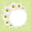 Background with daisy flowers Royalty Free Stock Photo