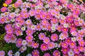 Background Daisy mix flowers pink Royalty Free Stock Photo