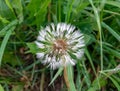 background dandelion wet after rain Royalty Free Stock Photo