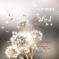 Background with dandelions. Summer wind Royalty Free Stock Photo