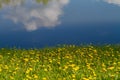 Background of dandelions and water