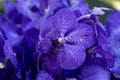 Background of dark blue orchids Vanda Coerulea, blue vanda, Vanda coerulea Griff. ex Lindl