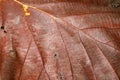 Dark brown and yellow color of dry leaf, Dry leaf of teak tree. Royalty Free Stock Photo