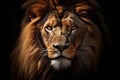 Background dark cat noble predator animal big face africa mouth portrait lion beautiful nature Royalty Free Stock Photo