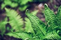 Background of dark green fern leaves against a blurred forest background. Panoramic background. The concept of nature