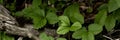 Background with dark green leaves with bokeh background, fresh flat background. Flat lay backdrop