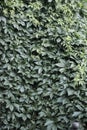 Background of dark green leaves on the wall. Royalty Free Stock Photo