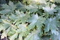 Background of dark green maple leaves