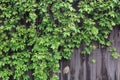 Background with dark grey wooden fence and leaves Royalty Free Stock Photo