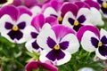 A background of dark pink and white pansies flower
