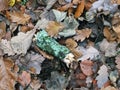 Dead brown autumn leaves wet with raindrops and a moss covered green twig on a forest floor Royalty Free Stock Photo