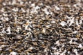 Background of dead flies Royalty Free Stock Photo