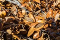 Background dead oak leaves on a branch