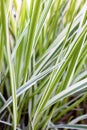 Background of decorative sedge. Striped green grass Variegated Sedge. Decorative long grass, evergreen sedge with white Royalty Free Stock Photo