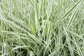 Background of decorative sedge. Striped green grass Variegated Sedge. Decorative long grass, evergreen sedge with white Royalty Free Stock Photo