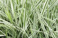 Background of decorative sedge. Striped green grass Variegated Sedge. Decorative long grass, evergreen sedge with white Royalty Free Stock Photo