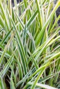 Background of decorative sedge. Striped green grass Variegated Sedge. Decorative long grass, evergreen sedge with white Royalty Free Stock Photo