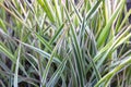 Background of decorative sedge. Striped green grass Variegated Sedge. Decorative long grass Royalty Free Stock Photo