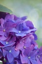 Background of deep purple hydrangea flowers Royalty Free Stock Photo