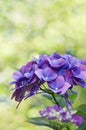 Background of deep purple hydrangea flowers with bright green background Royalty Free Stock Photo