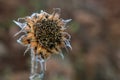 Closeup of deflorate, withered sunflower Royalty Free Stock Photo