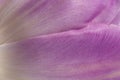 Background of delicate petal of lilac tulip, close up