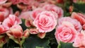 A background of delicate roses. Gently pink graceful rose flowers with blur on different plans. Royalty Free Stock Photo