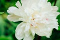 Background from delicate white peonies. Content for business, design. Royalty Free Stock Photo