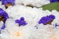 Background with delicate white and purple flowers, soft focus Royalty Free Stock Photo