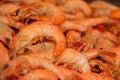 Background of the delicious boiled shrimp Royalty Free Stock Photo