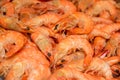 Background of the delicious boiled shrimp Royalty Free Stock Photo