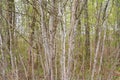 Background from dense branches. Beautiful landscape ,brushwood background. brushwood. Royalty Free Stock Photo