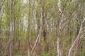 Background from dense branches. Beautiful landscape ,brushwood background. brushwood. Royalty Free Stock Photo