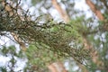 Background from dense branches. Beautiful landscape ,brushwood background. brushwood. undergrowth, underbrush, underwood Royalty Free Stock Photo