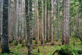 Background of dense forest with many trunks of coniferous trees