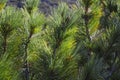Background from dense green branches of a coniferous tree Royalty Free Stock Photo
