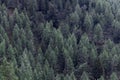 Background of dense green forest of standing and fallen pine trees on the mountainside, view from above Royalty Free Stock Photo