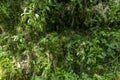 Background of densely growing green ferns and mosses Royalty Free Stock Photo