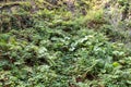 Background of densely growing green ferns and mosses Royalty Free Stock Photo