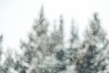 Winter  background design of pine tree and snow falling. Royalty Free Stock Photo