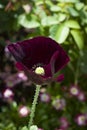 Bright burgundy poppy flower close-up on a background of dark grass on a sunny day Royalty Free Stock Photo