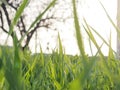 Background for the design grass is very close, blurred, natural background for the product