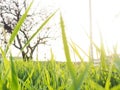 Background for the design grass is very close, blurred, natural background for the product