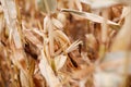 Background detail of dried maize plants and cobs