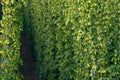 Background. Detail of hop field. Royalty Free Stock Photo